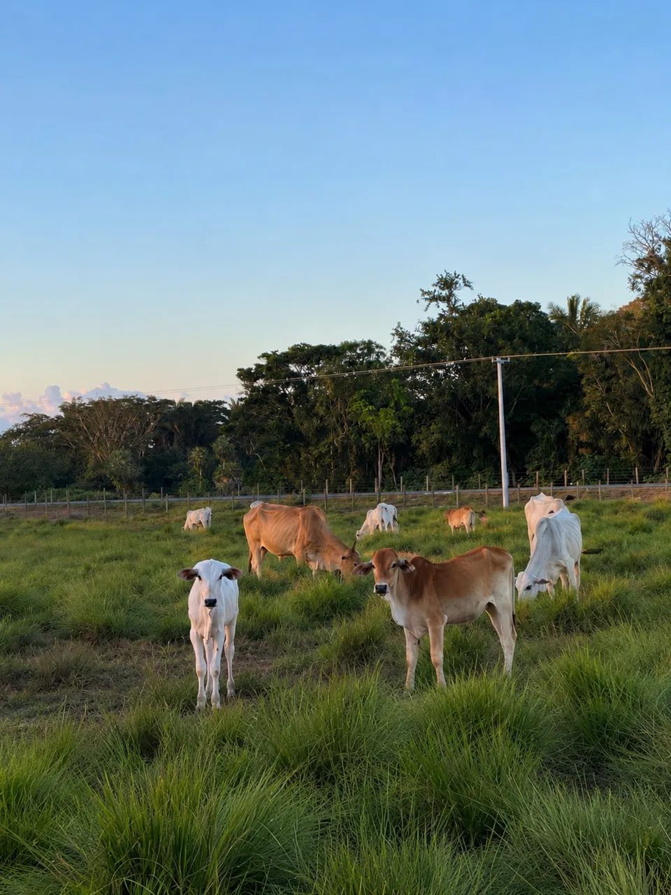 Silagem Disponível  - Foto 4