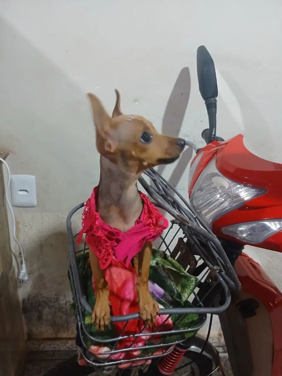 Pinscher 1  - Foto 4