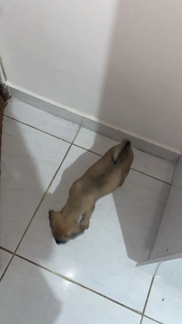 Cachorra