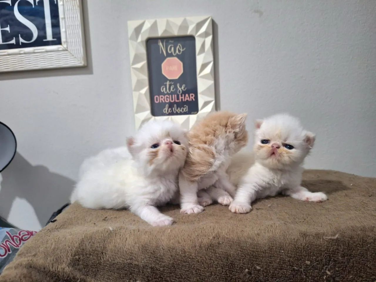 Filhotes de Gato Persa 