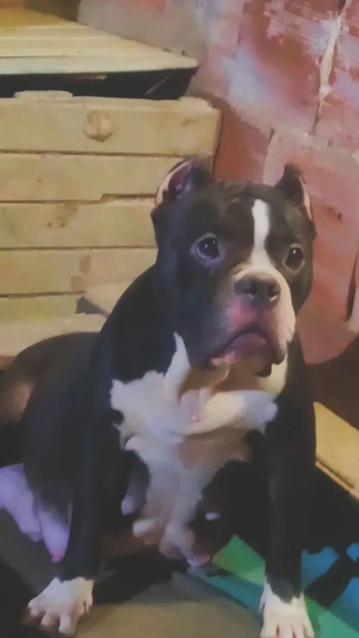 American Bully - Foto 5