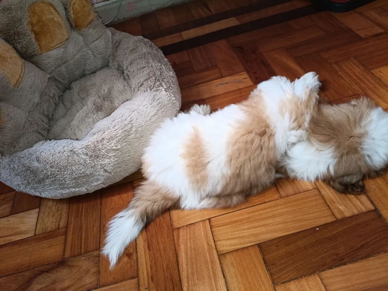 Vendo Shitzu macho 3 meses 