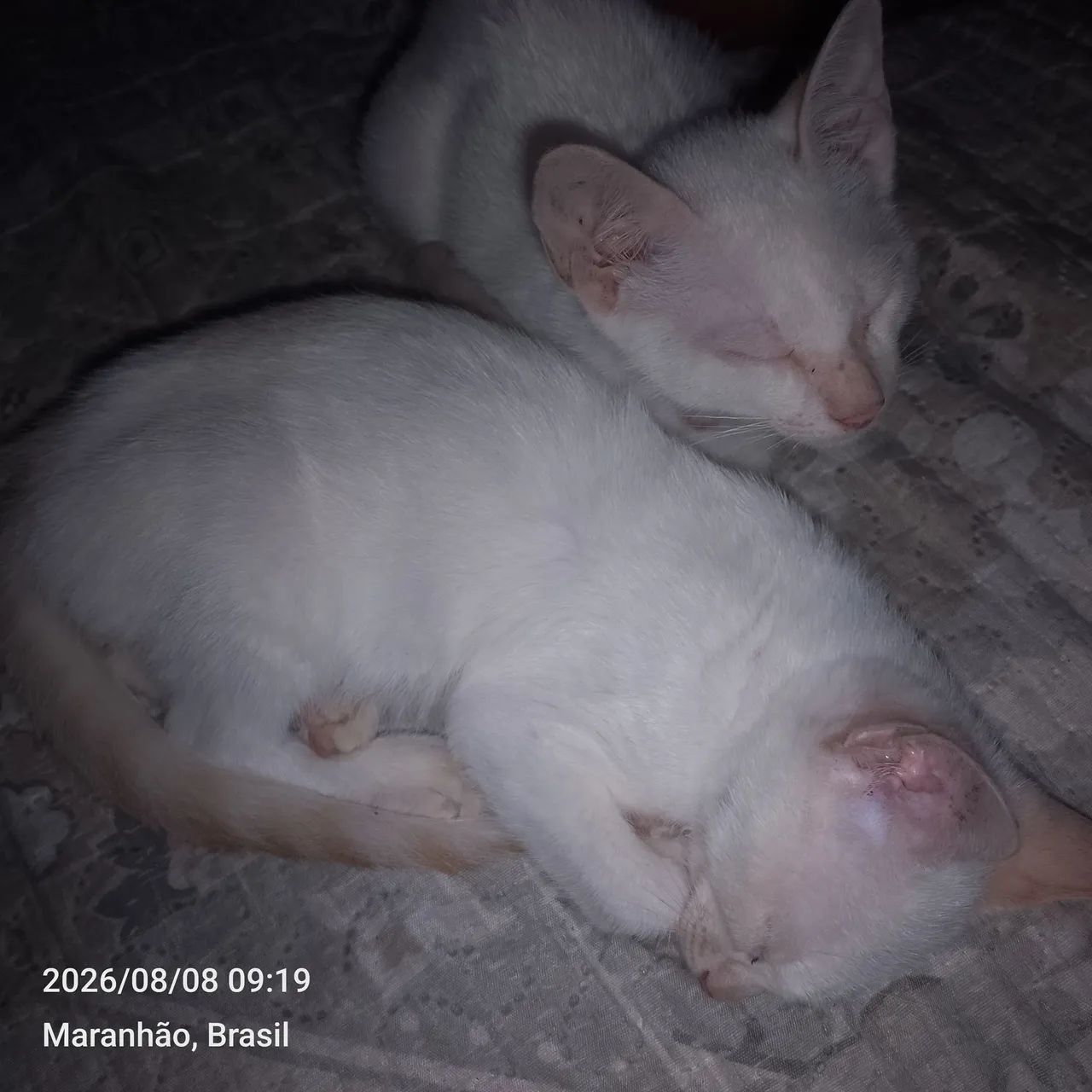 Gato - Foto 4