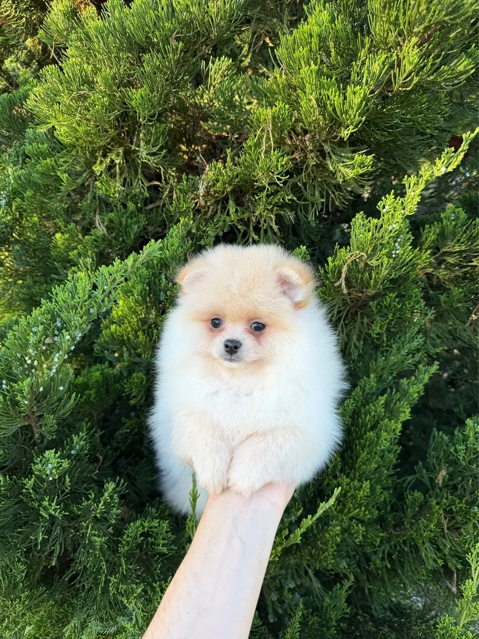 Spitz alemão  - Foto 2