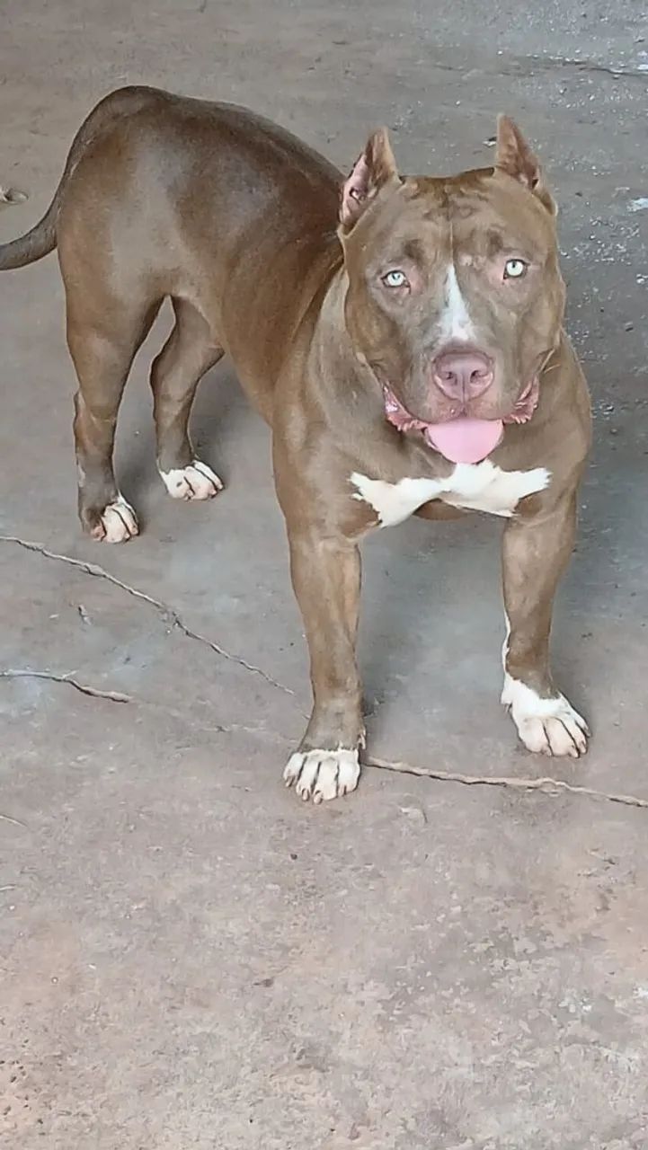 Pit Monster 