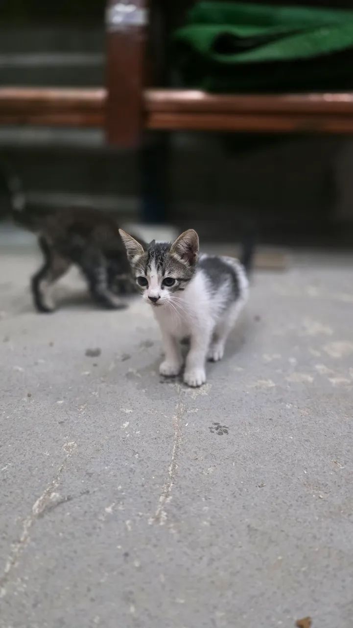 Gato para doação  - Foto 3