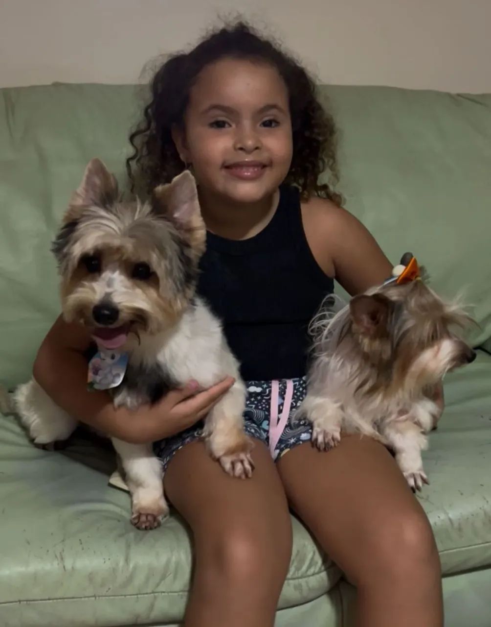 Vendo 1 machinho da raça Biewer terrier.  - Foto 5