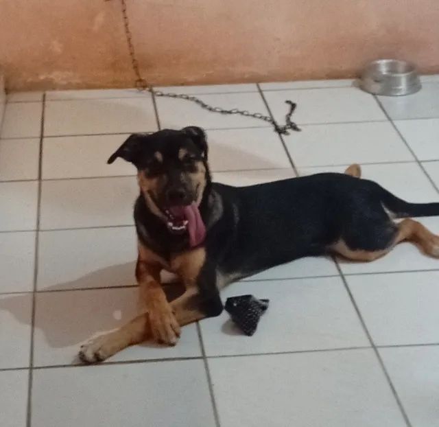 Cachorro 