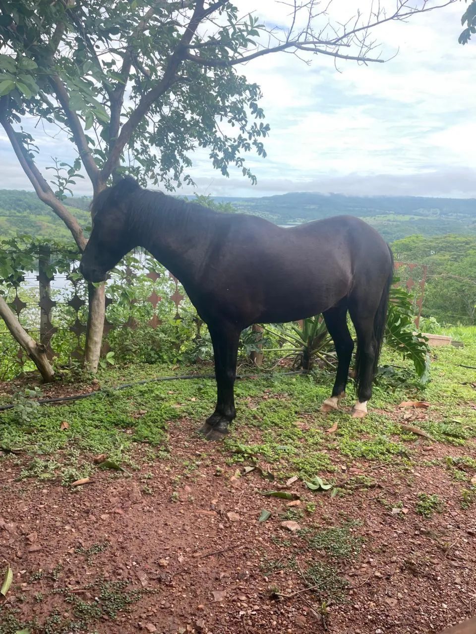 piquira 