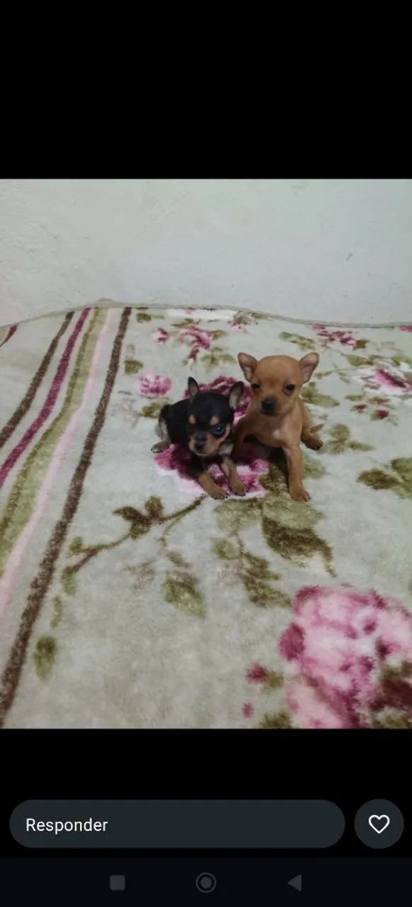 Pinscher 