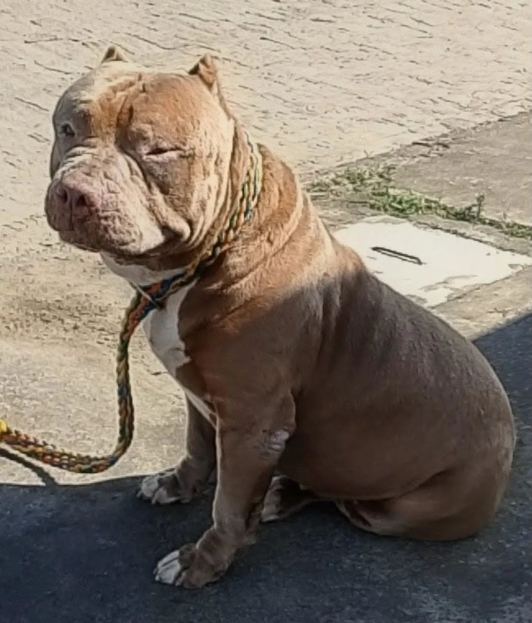 Filhotes de Pit Monster, lindos e dóceis!  - Foto 3