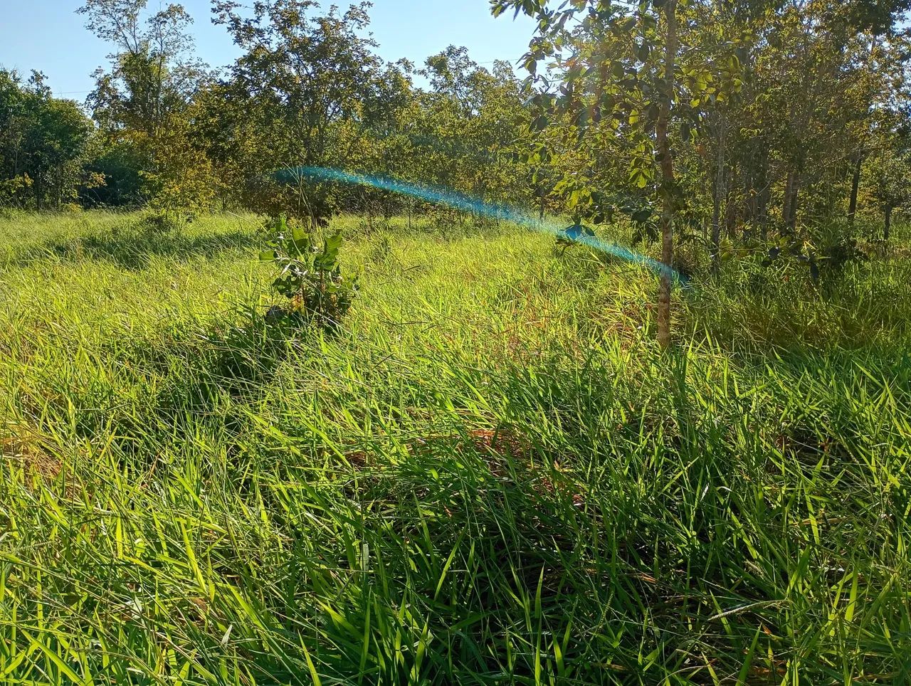  CHÁCARA 2.5 HA TERENOS  - Foto 4