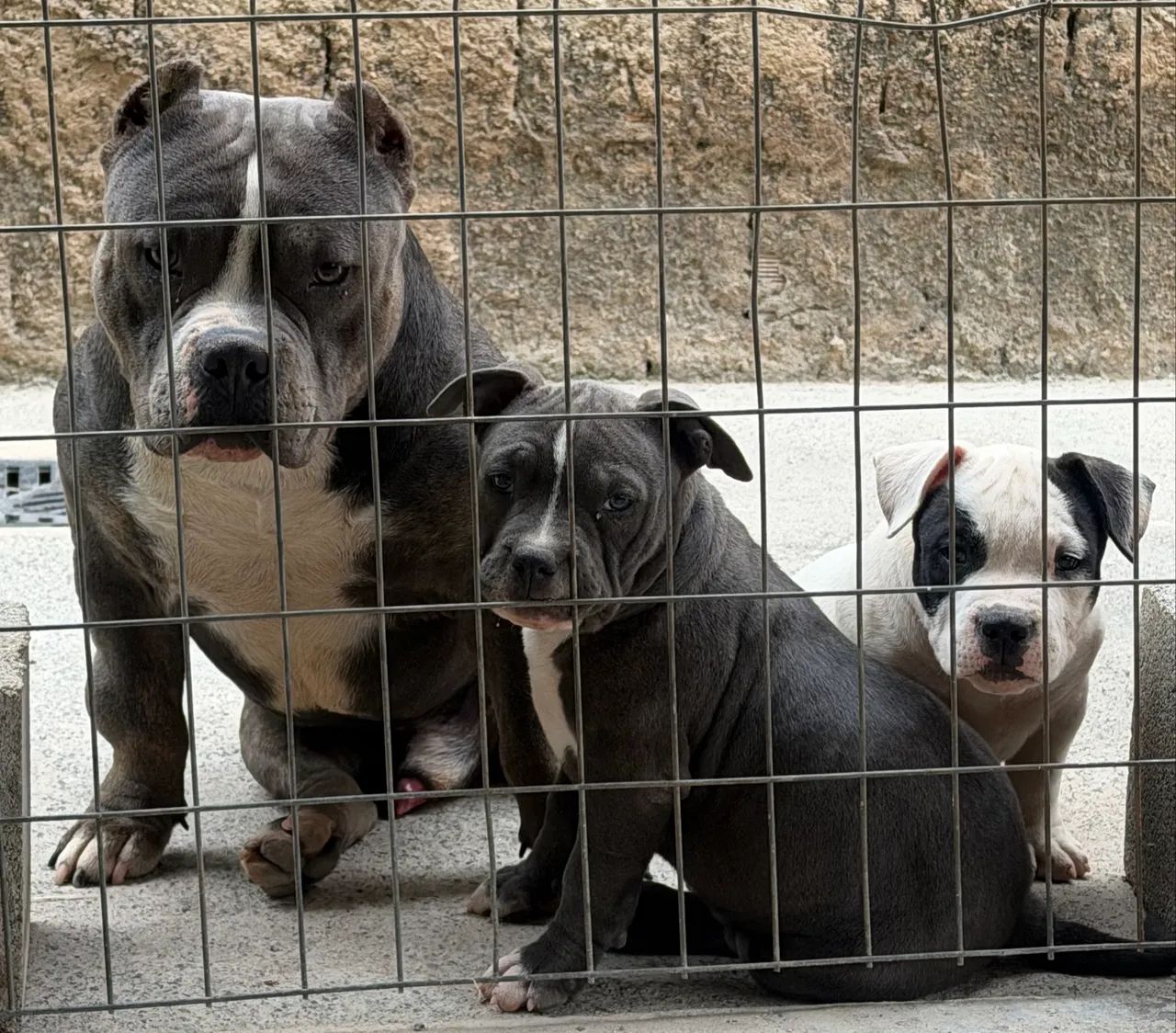 Amarerican bully  - Foto 5