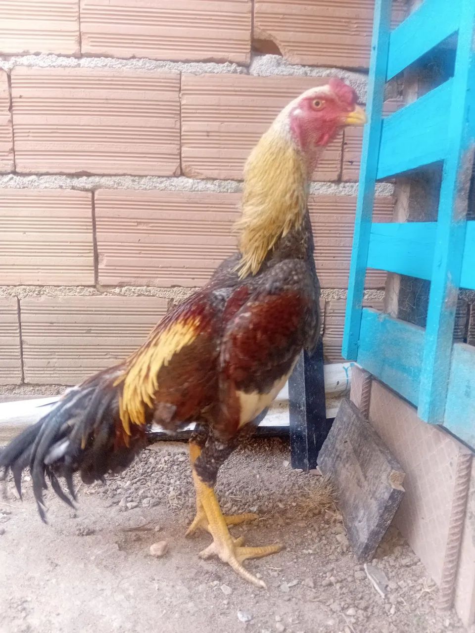 Frango indio  - Foto 2
