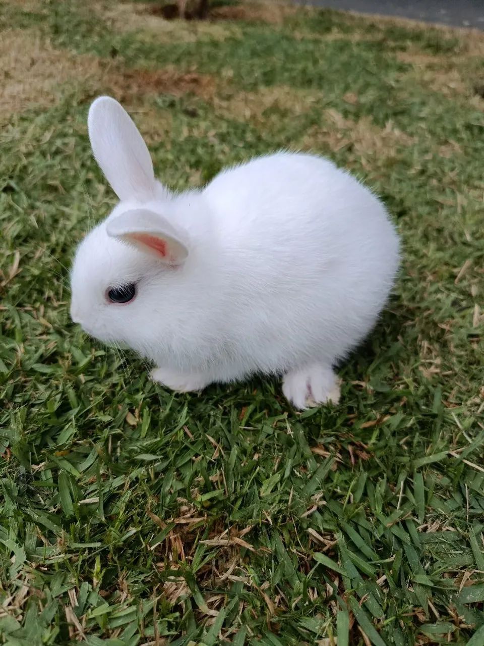 Mini-coelhos filhotes 
