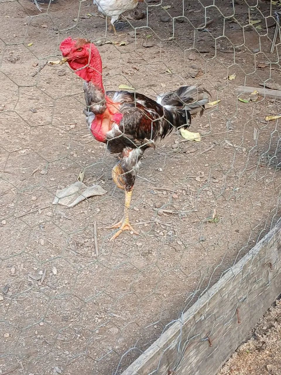 VENDA DE AVES - PORTO VELHO / RO ? - Foto 6