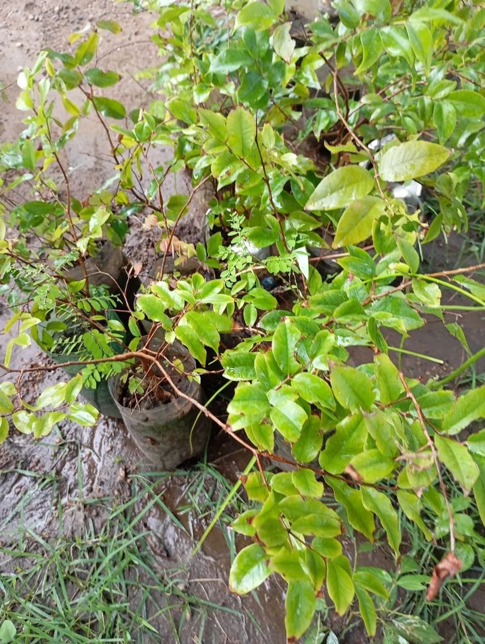 Plantas