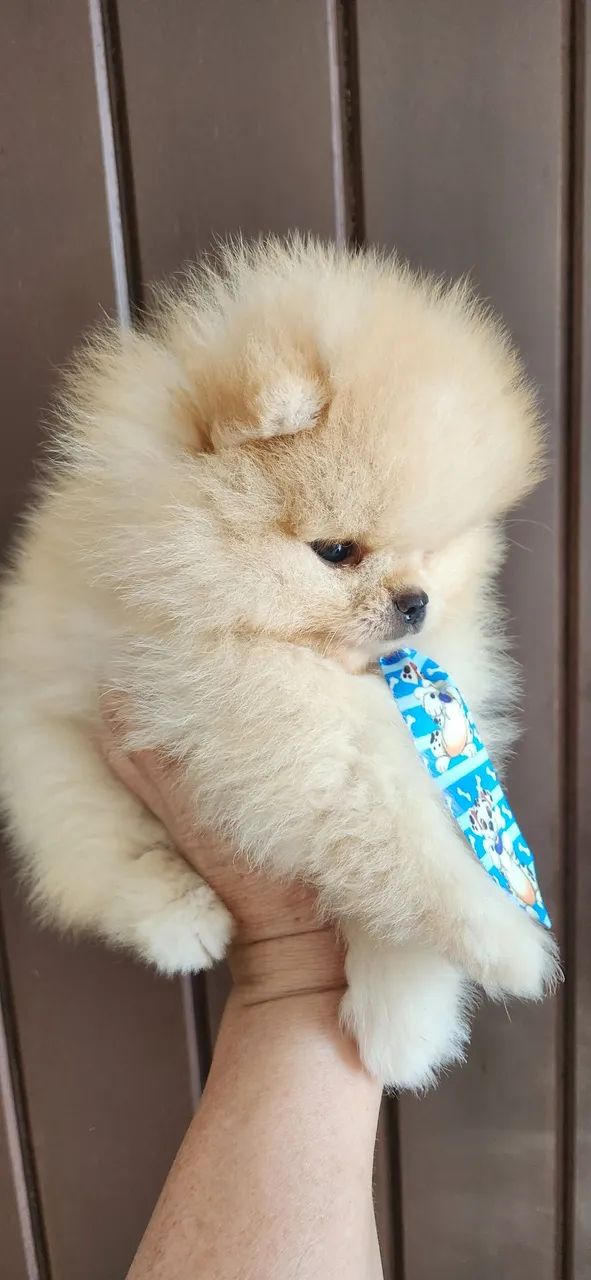 Lulu pomerania  - Foto 2