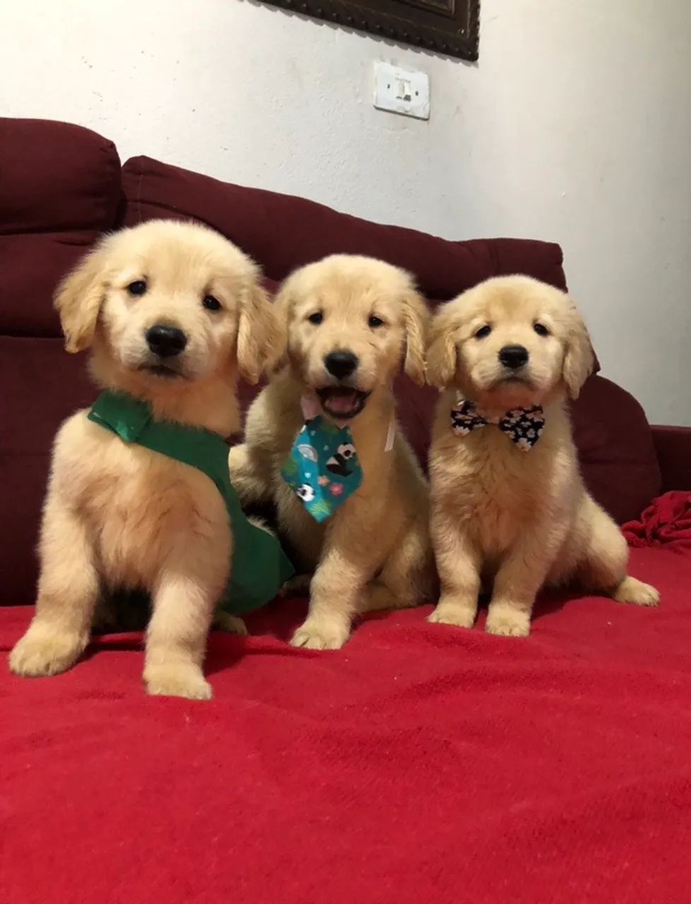 Golden retriever