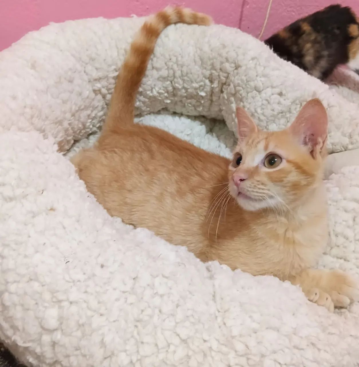 Gato filhote laranja amarelo ruivo - Foto 2