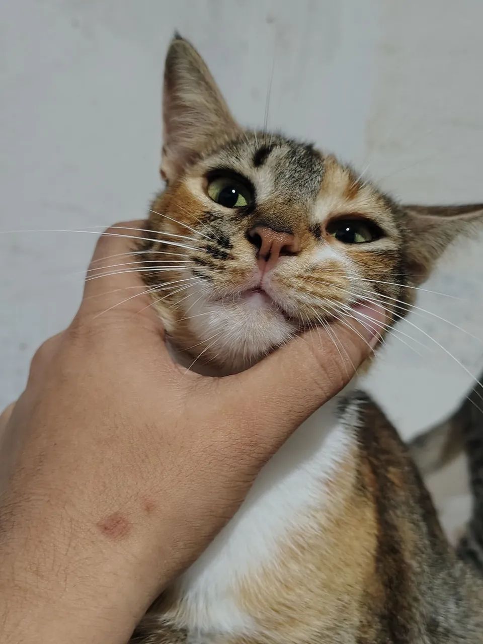 ADOÇÃO RESPONSÁVEL URGENTE!!!! - Foto 3