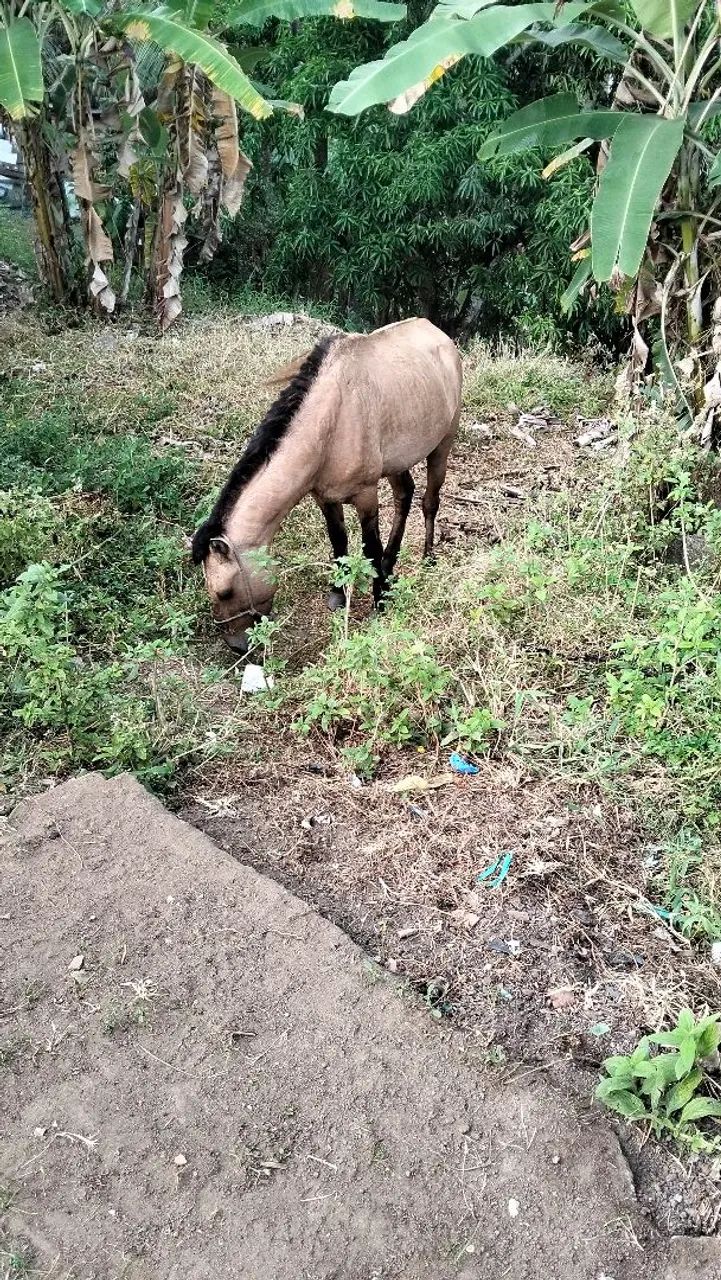 Cavalo com carroça 