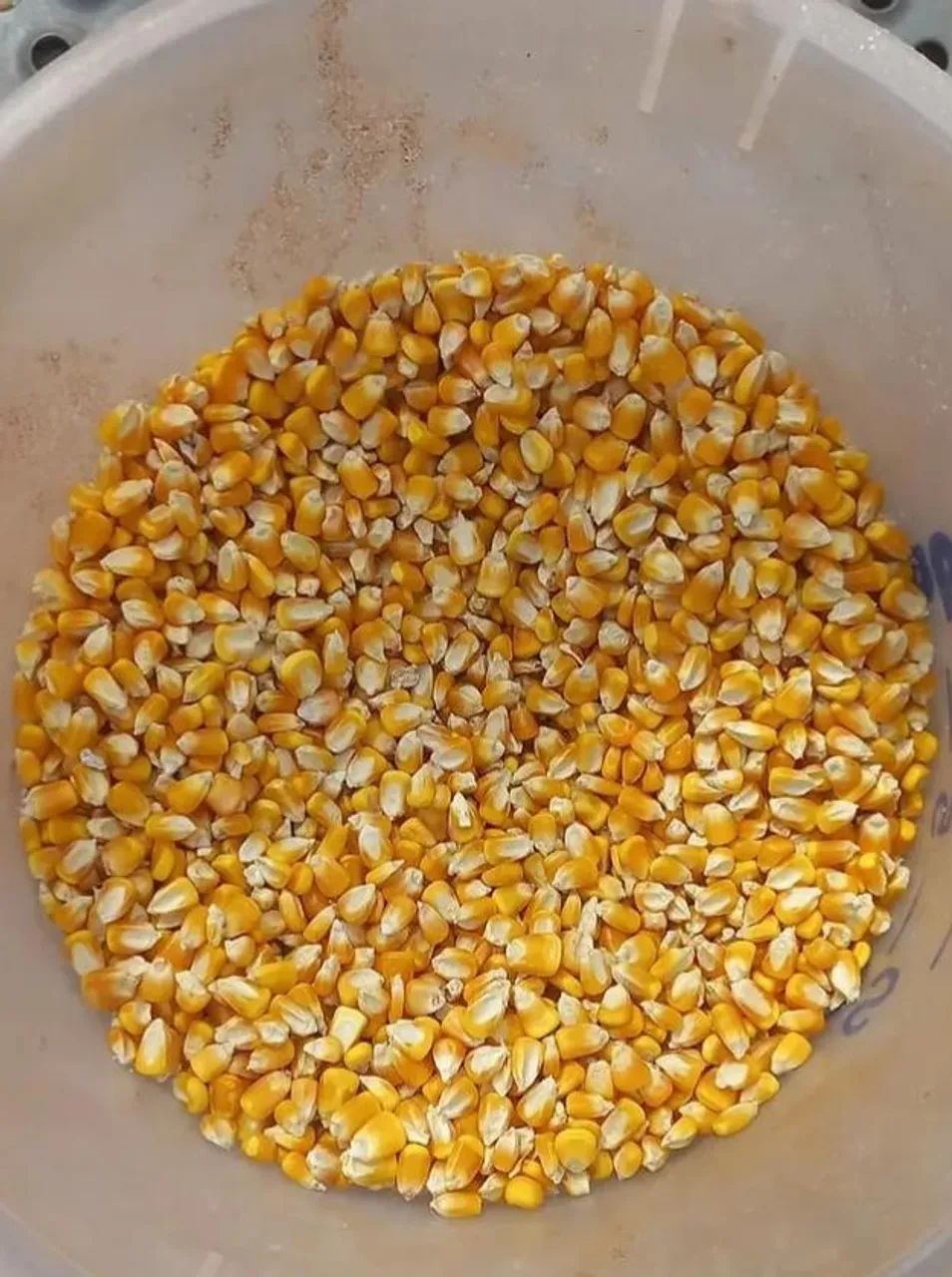 Milho Padrão 1 e  Demais Produtos Agricolas direto da Fazenda com Disponibilidade entrega