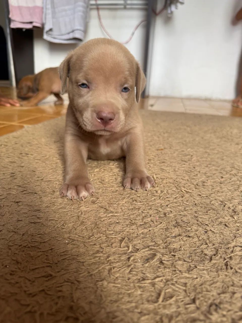Pitbull  - Foto 2