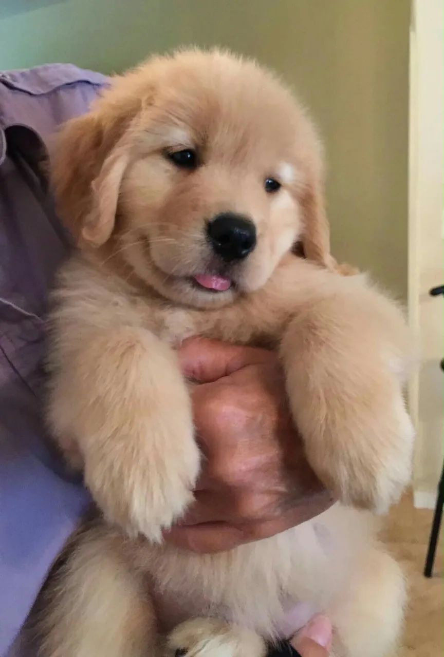 Doação Cachorro