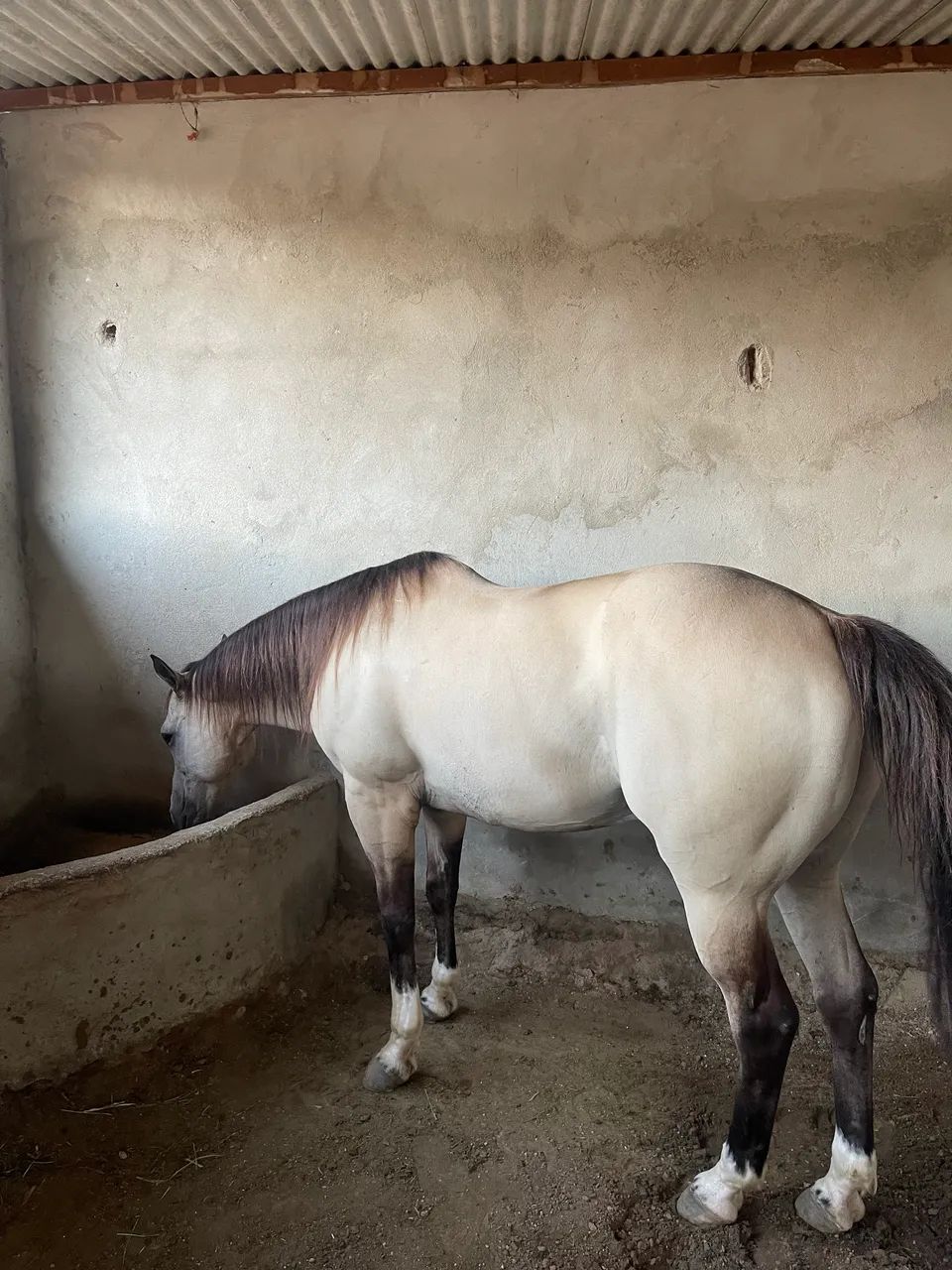 Cavalo de direita pronto  - Foto 3