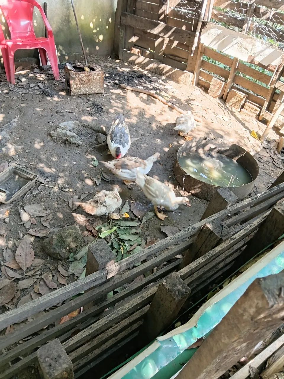  patos e patas  também temos filhote  e ovos por encomenda 