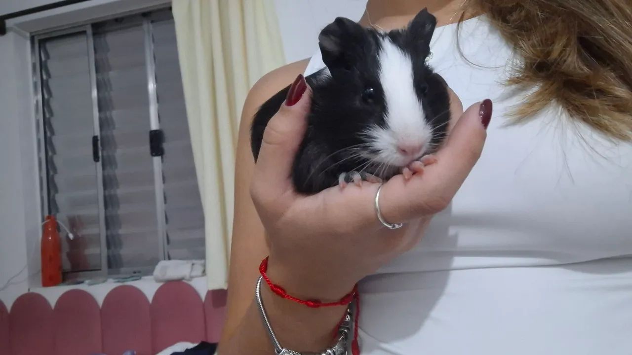 Doo PORQUINHO - DA - ÍNDIA macho e filhote 