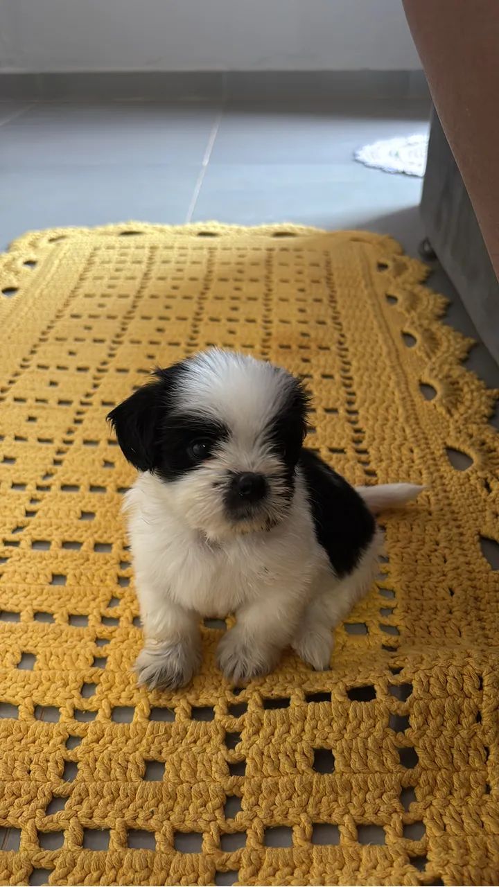 Shih tzu macho 