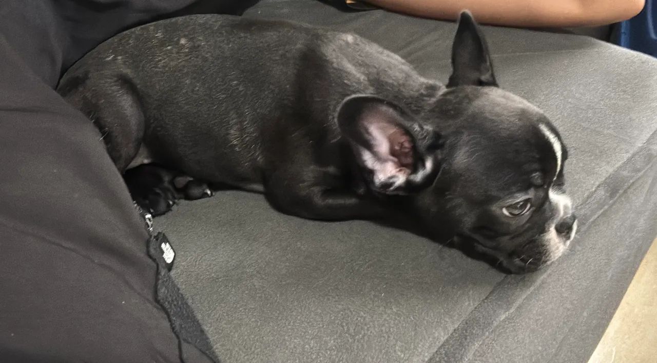 Bulldog Francês  - Foto 2