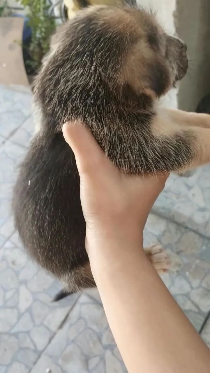 Cachorra - Foto 2