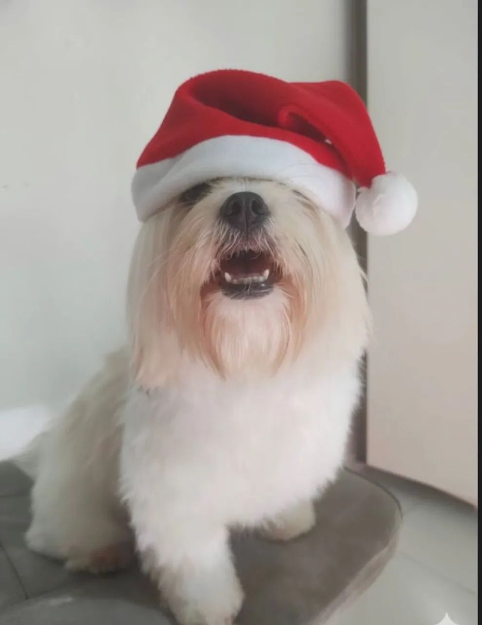 Filhote de Shitzu com Lhasa Apso  - Foto 3