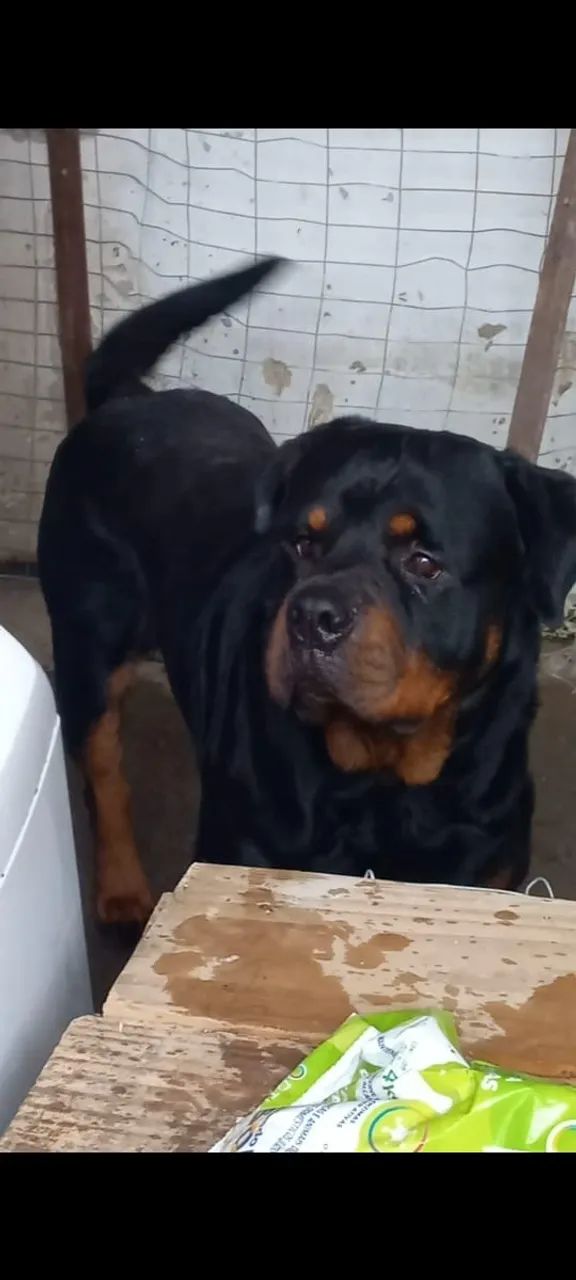 Adoção - Rotweiller - Foto 3