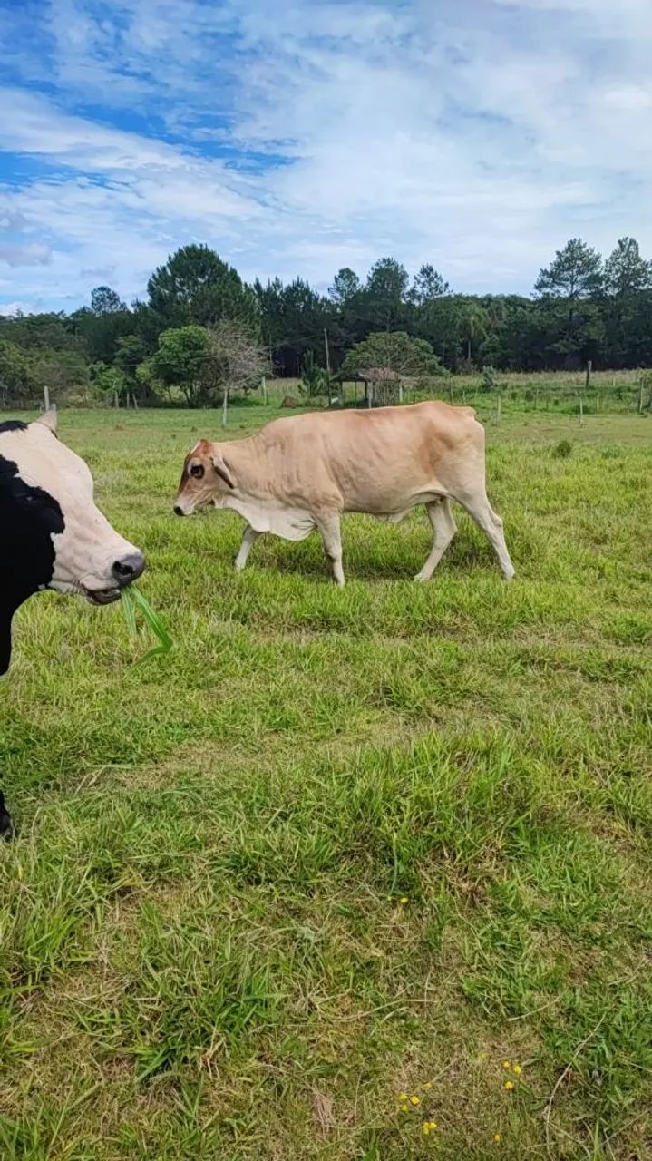 Sítio em Sarapuí divisa Pilar do Sul - Foto 5