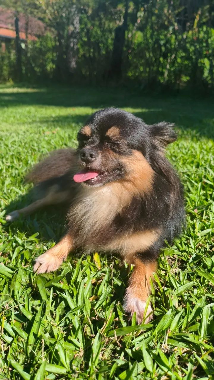 Namorada para Chihuahua  - Foto 5