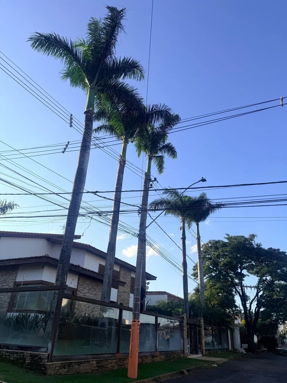 Supressão arbórea  - Foto 4