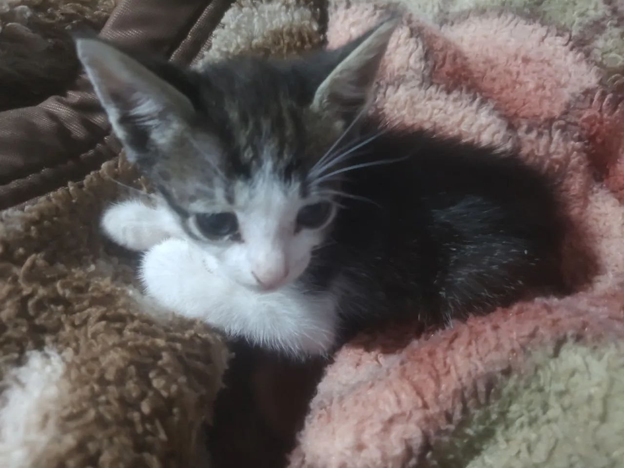 Gatos