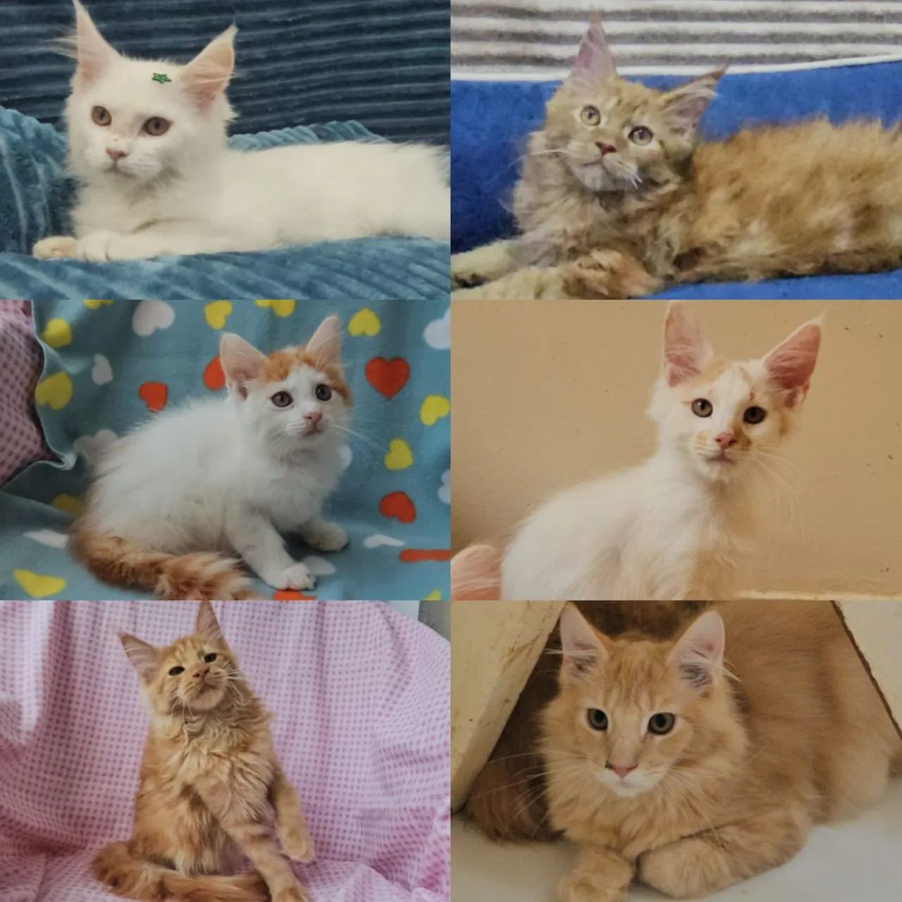 Maine Coon Filhotes - Gatil BSB Cat 