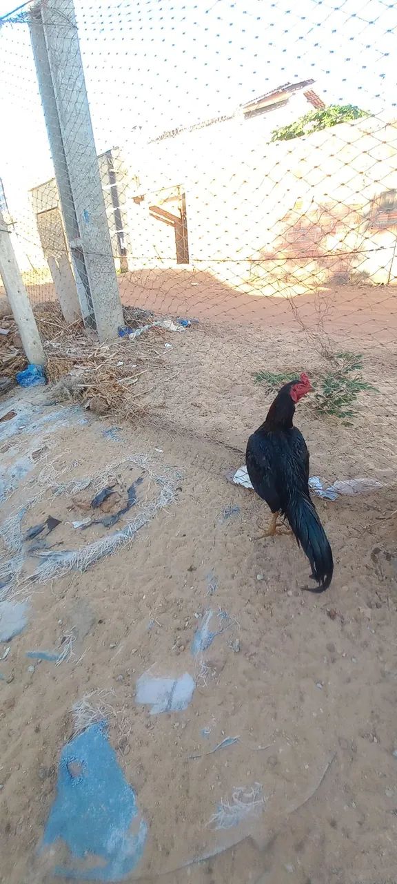 Animais - Foto 5