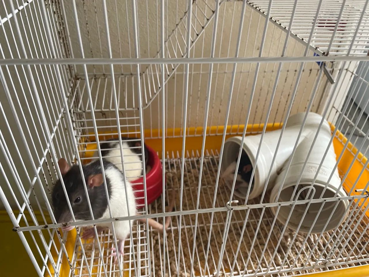 Rato twister - Foto 2