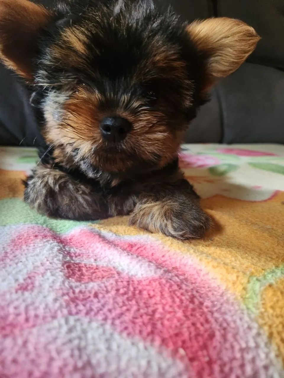 Yorkshire Terrier Puros - Foto 3
