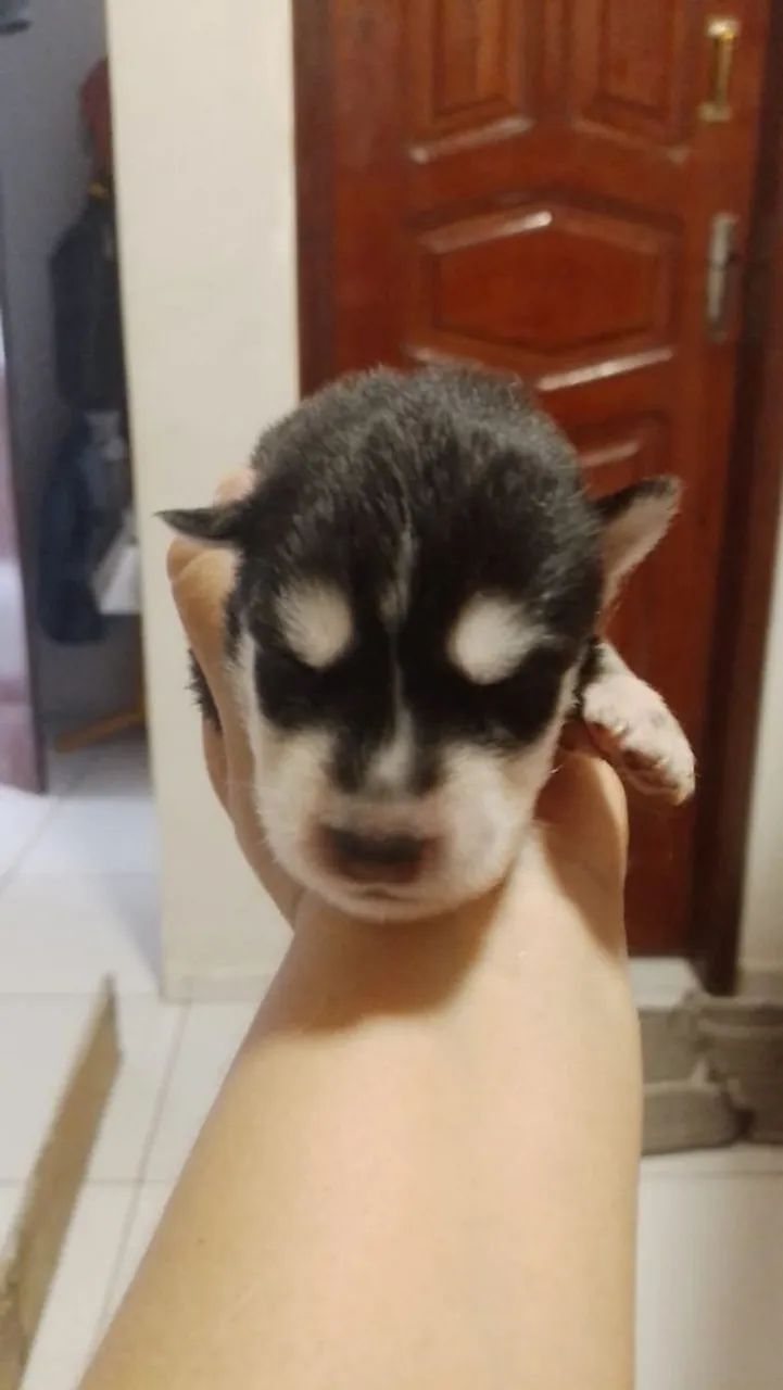 Husky siberiano - Foto 5