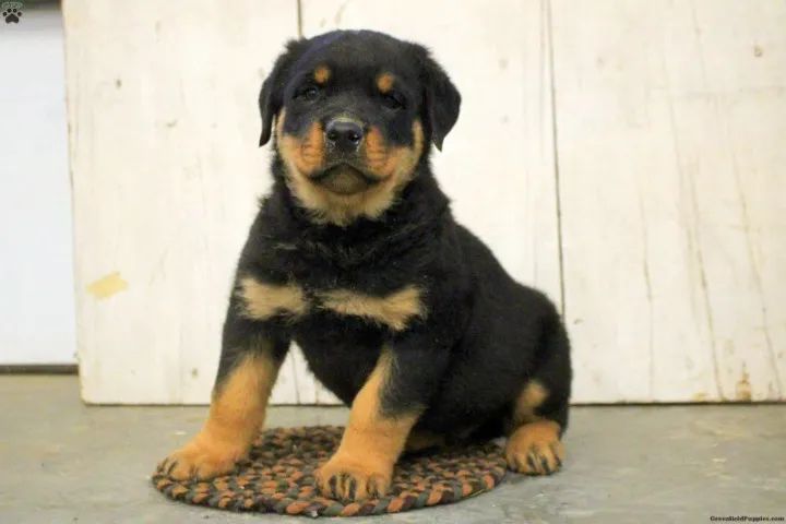 Rottweiler Macho/Fêmea - Pronta Entrega