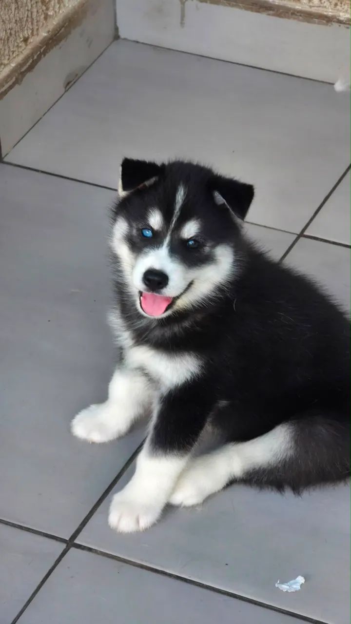 Husky siberiano  - Foto 2