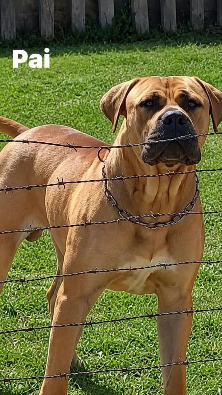 Cachorro - Foto 3