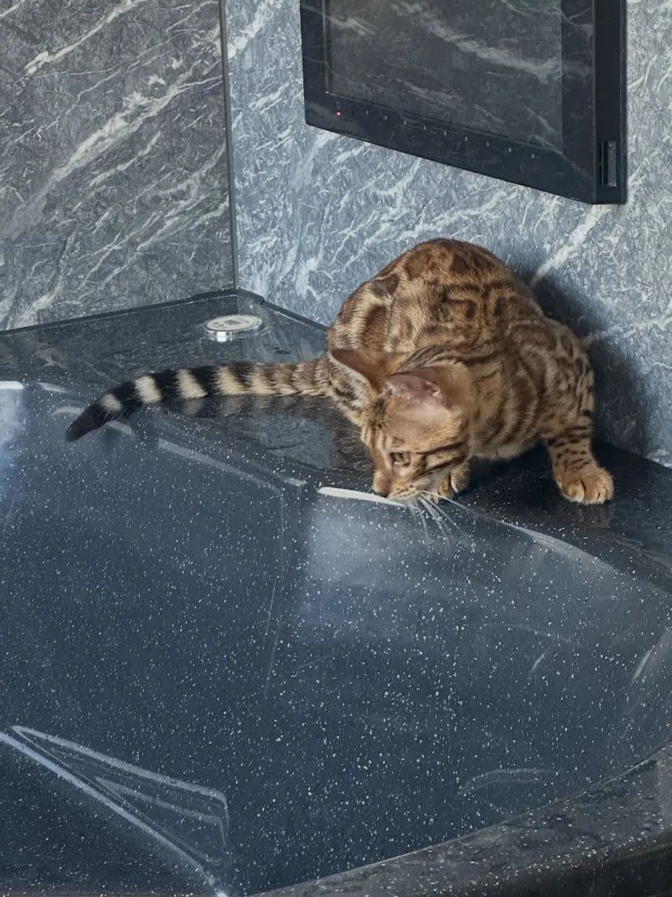 BENGAL CAT MACHO  - Foto 2